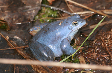 Amphibien - © Emanuel Trummer